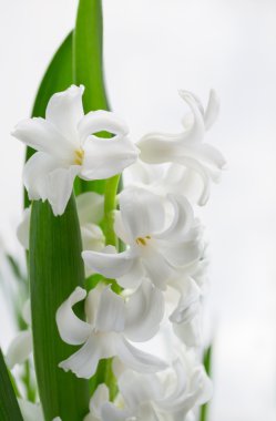 güzel beyaz sümbül.