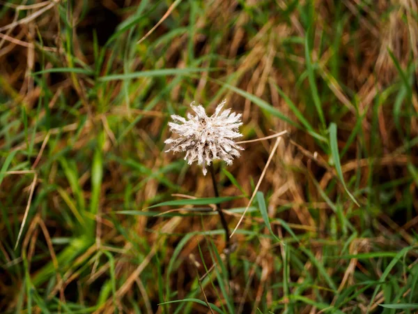 Dalmaçya Sonbaharının Mikro Florası — Stok fotoğraf
