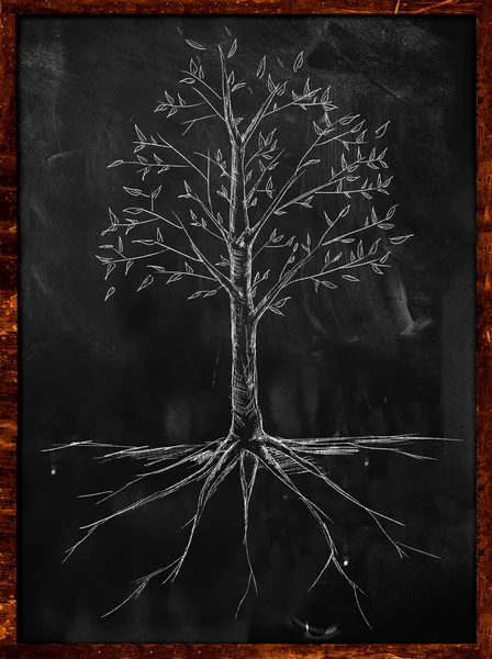 树叶素描和黑板上的根 — 图库照片