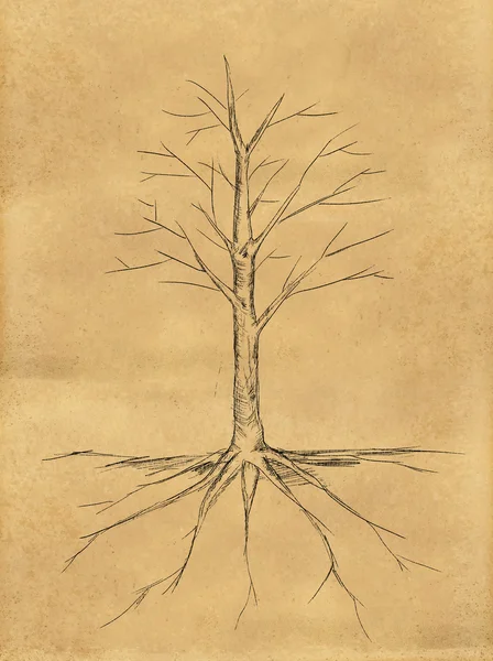 Tree Sketch no leaves root on paper — Stock Photo, Image