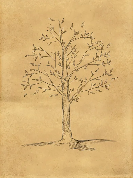 Baumskizze Blätter auf Papier — Stockfoto