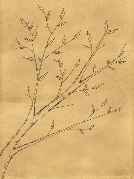 Branch Plant Sketch on Paper — Stock Photo, Image