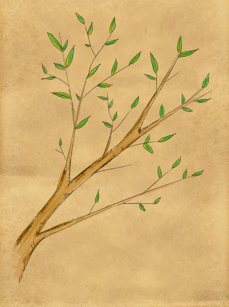 Branch Plant water color on Paper — Stock Photo, Image