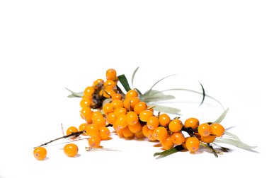Seabuckthorn