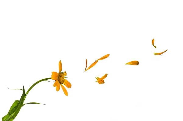 Blume mit fliegenden Blütenblättern — Stockfoto