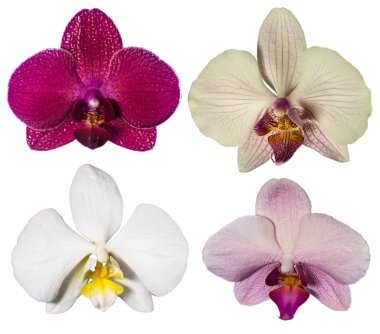 orkide çiçekleri