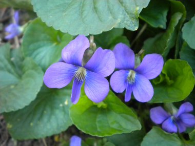 mor çiçekler çivit mavi, yeşil yaprakları ile küçük çiçekler kadar yakın