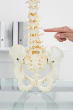iskelet modeli işaret parmağı