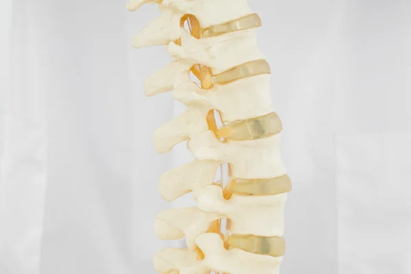 흰색 배경 위에 고립 된 척추 — 스톡 사진