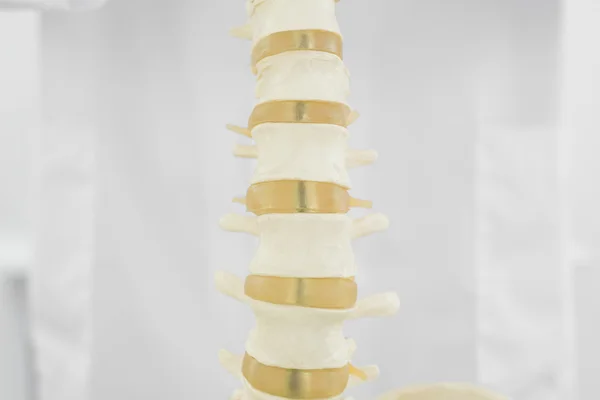 흰색 배경 위에 고립 된 척추 — 스톡 사진