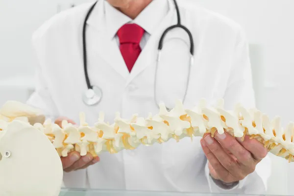 Mitten delen av en läkare som innehar skelett modell — Stockfoto