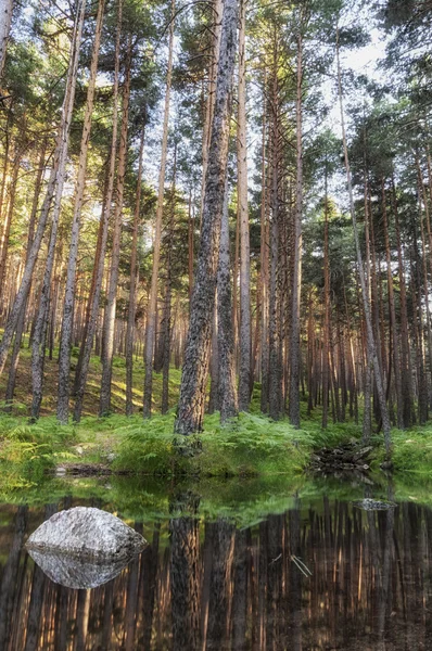 Riflessione dei pini — Foto Stock