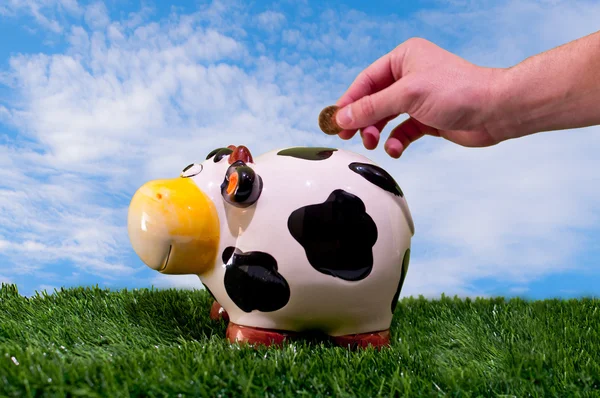 Hand throwing a coin into a piggy bank of a cow — Stock Photo, Image