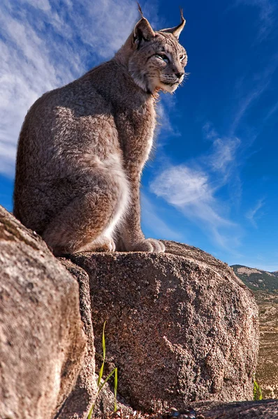 Ιβηρικός λύγκας, καθισμένη σε ένα βράχο — Φωτογραφία Αρχείου