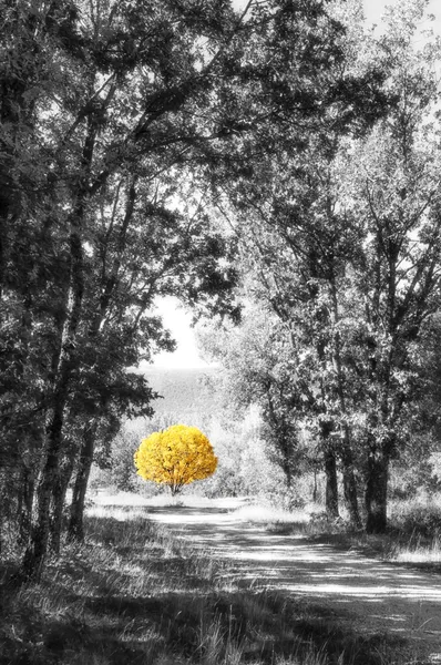 Albero giallo nel percorso — Foto Stock