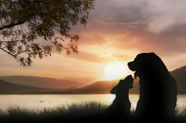Doggy romance ao pôr do sol — Fotografia de Stock