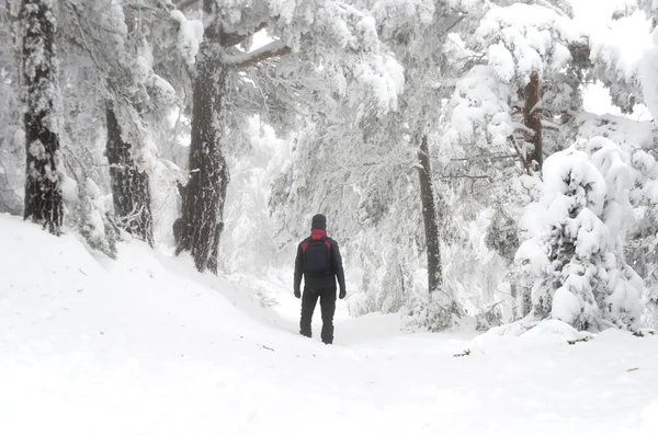 Homem caminhando na floresta nevada — Fotografia de Stock