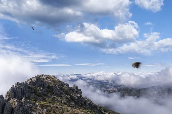 Buitres en las nubes en las montañas —  Fotos de Stock