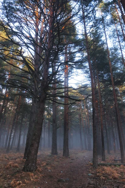 Nebbia nel pavimento della foresta — Foto stock gratuita