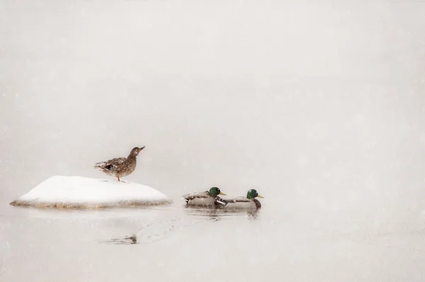 Ducks on the frozen lake