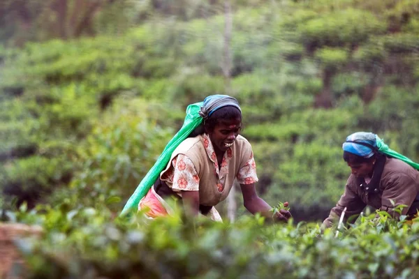 Tea collector — Stock Photo, Image