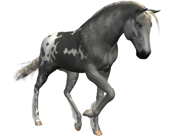 Серый конь на белом фоне — стоковое фото