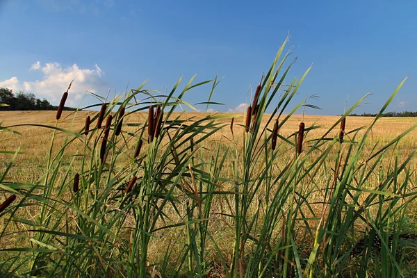 Walk around the Countryside in Summer — Stock Photo, Image