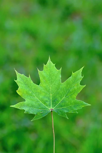 Green Canadian Maple Leaf — Stock Photo, Image