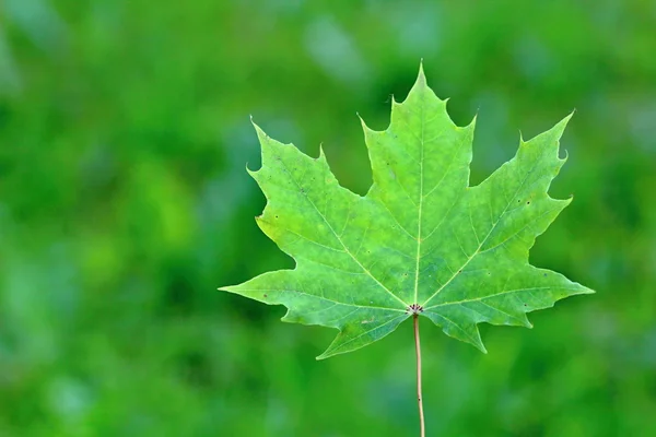 Green Canadian Maple Leaf — Stock Photo, Image