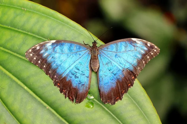Papillon coloré sur fleur — Photo