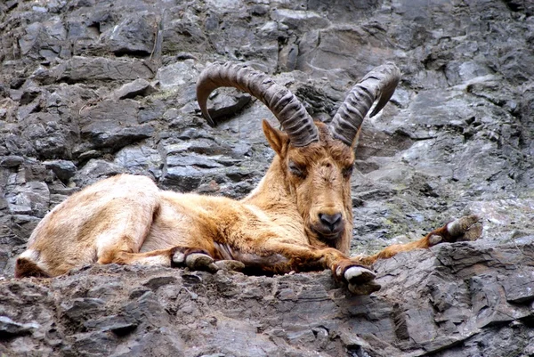 Buck i bergen — Stockfoto