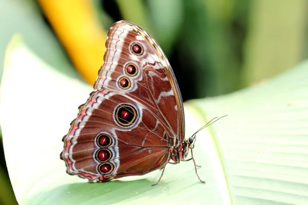 Mariposa colorida en flor — Foto de Stock