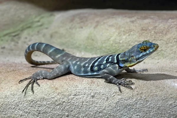 Gray Lizard in the Wood — Stock Photo, Image