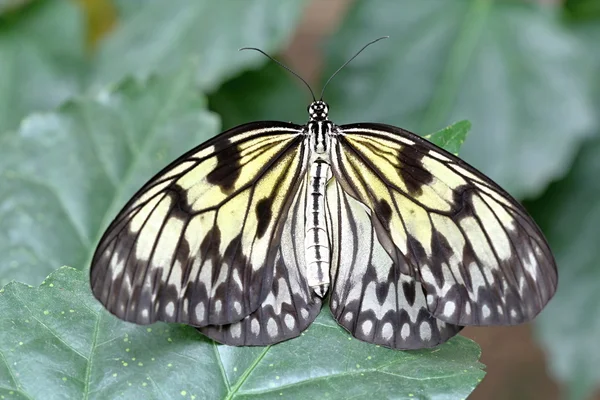 Papillon coloré sur fleur — Photo