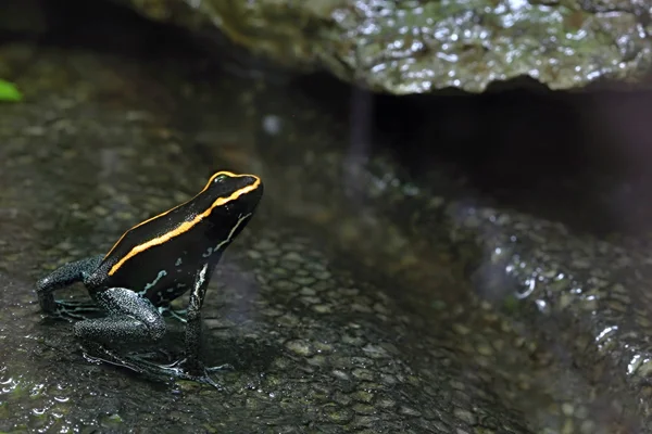 Maravillosas ranas en el bosque — Foto de Stock
