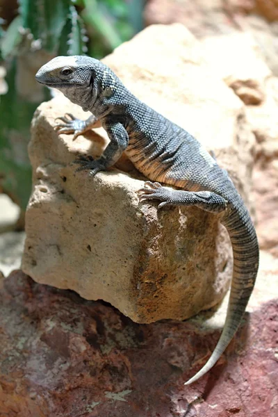 Gray Lizard in the Wood — Stock Photo, Image