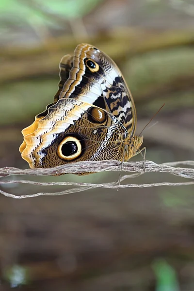 Барвистий метелик на квітці — стокове фото