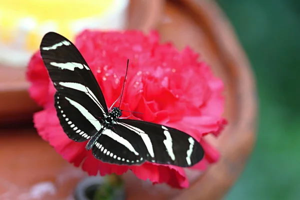 Μαύρο άσπρο πεταλούδα σε κόκκινο γαρύφαλλο — Φωτογραφία Αρχείου