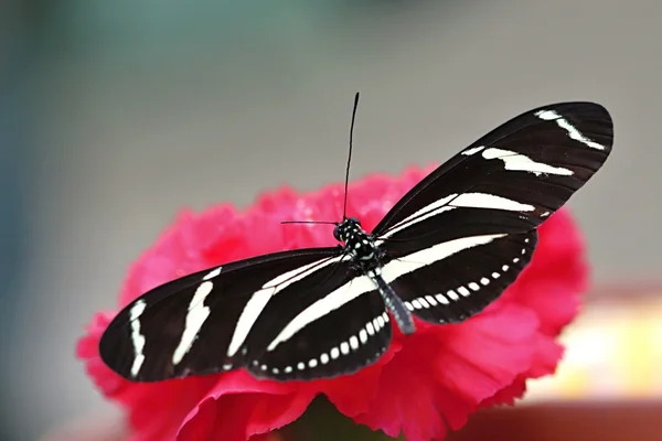 Kırmızı karanfil üzerinde siyah beyaz kelebek — Stok fotoğraf