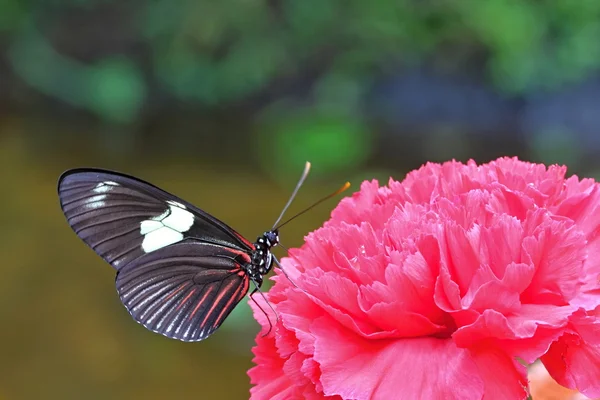 Borboleta branca preta no cravo vermelho — Fotografia de Stock