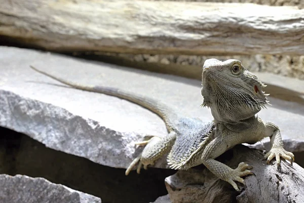 Lagarto cinzento na floresta — Fotografia de Stock