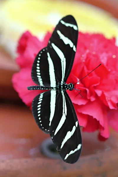 Black White Butterfly on Red Carnation — Stock Photo, Image