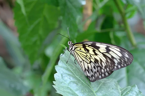 Papillon coloré sur fleur — Photo