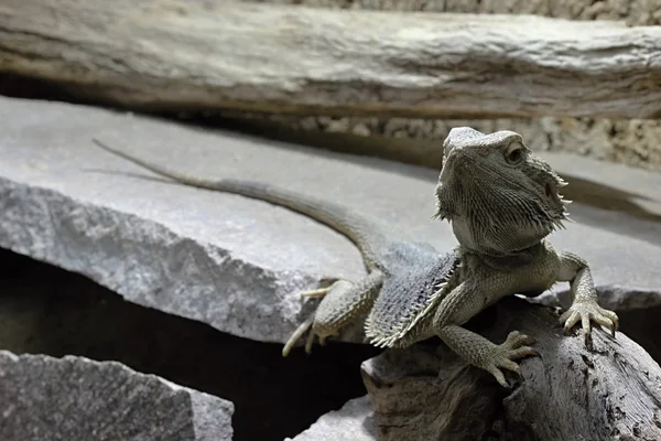 Lézard gris dans le bois — Photo