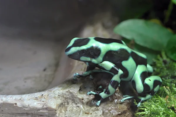 Ahşap harika kurbağalar — Stok fotoğraf