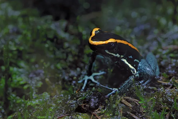 Prachtige kikkers in het bos — Stockfoto