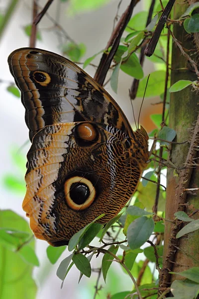 Mariposa colorida en flor — Foto de Stock