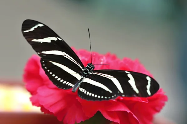 Μαύρο άσπρο πεταλούδα σε κόκκινο γαρύφαλλο — Φωτογραφία Αρχείου
