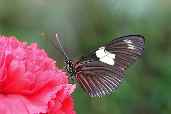 赤いカーネーションを黒白い蝶 — ストック写真