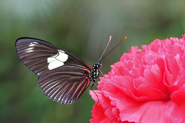 Borboleta branca preta no cravo vermelho — Fotografia de Stock